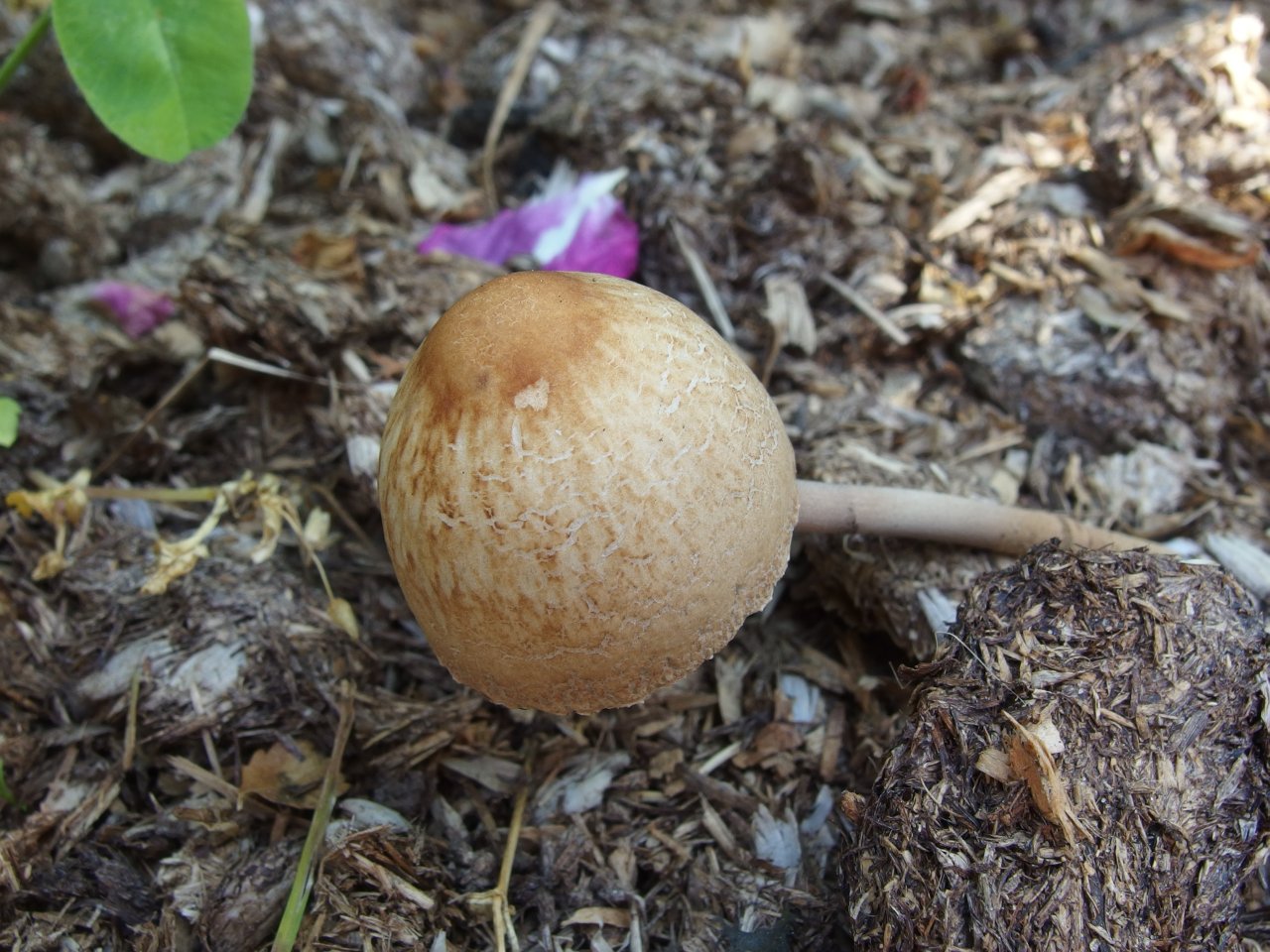 Panaeolus subbalteatus MVK 20140713-10