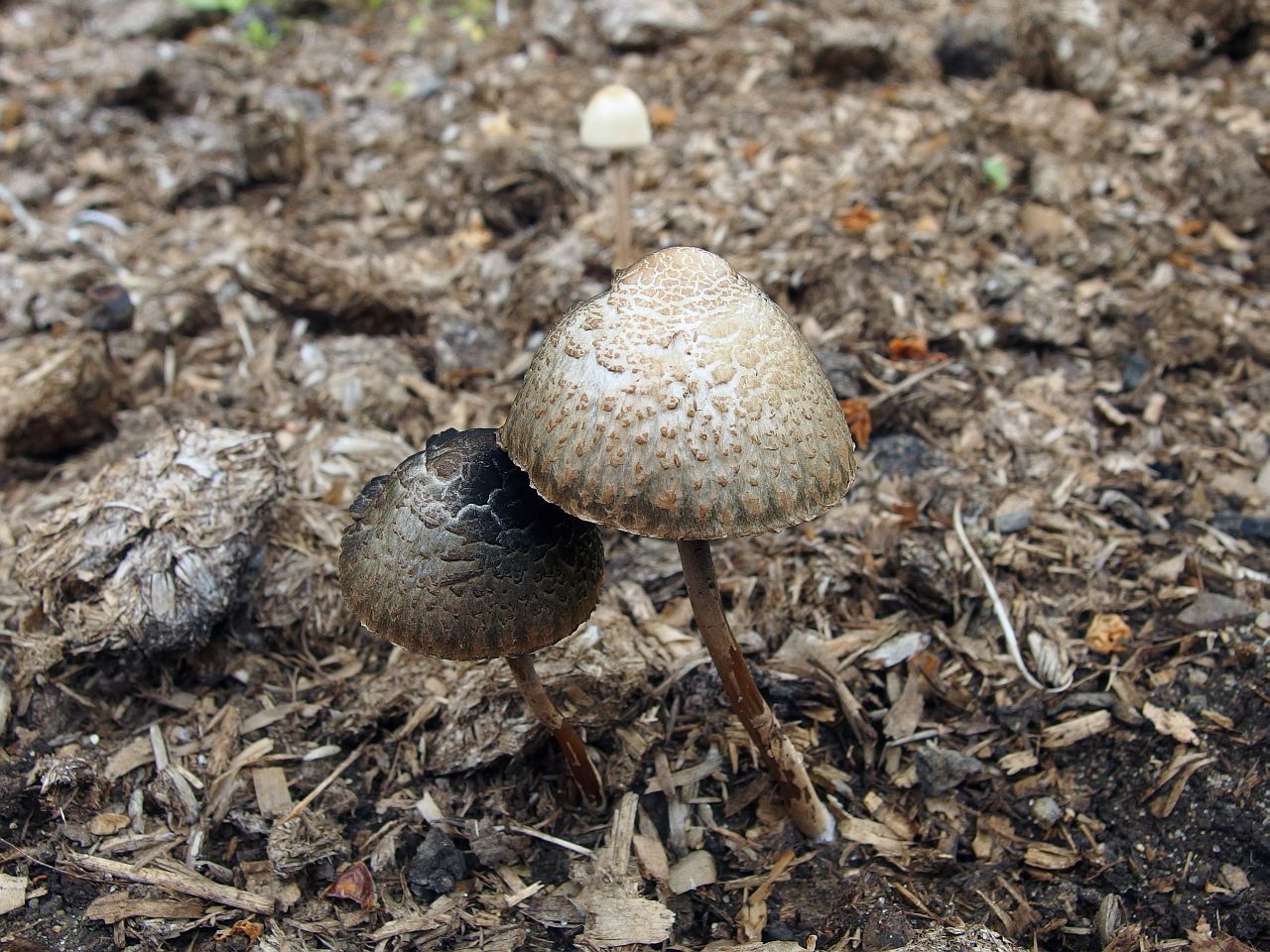Panaeolus subbalteatus MVK 20140608-01