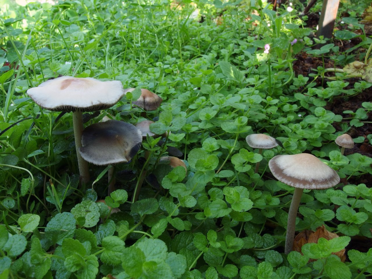 Panaeolus subbalteatus MVK 20140803-01