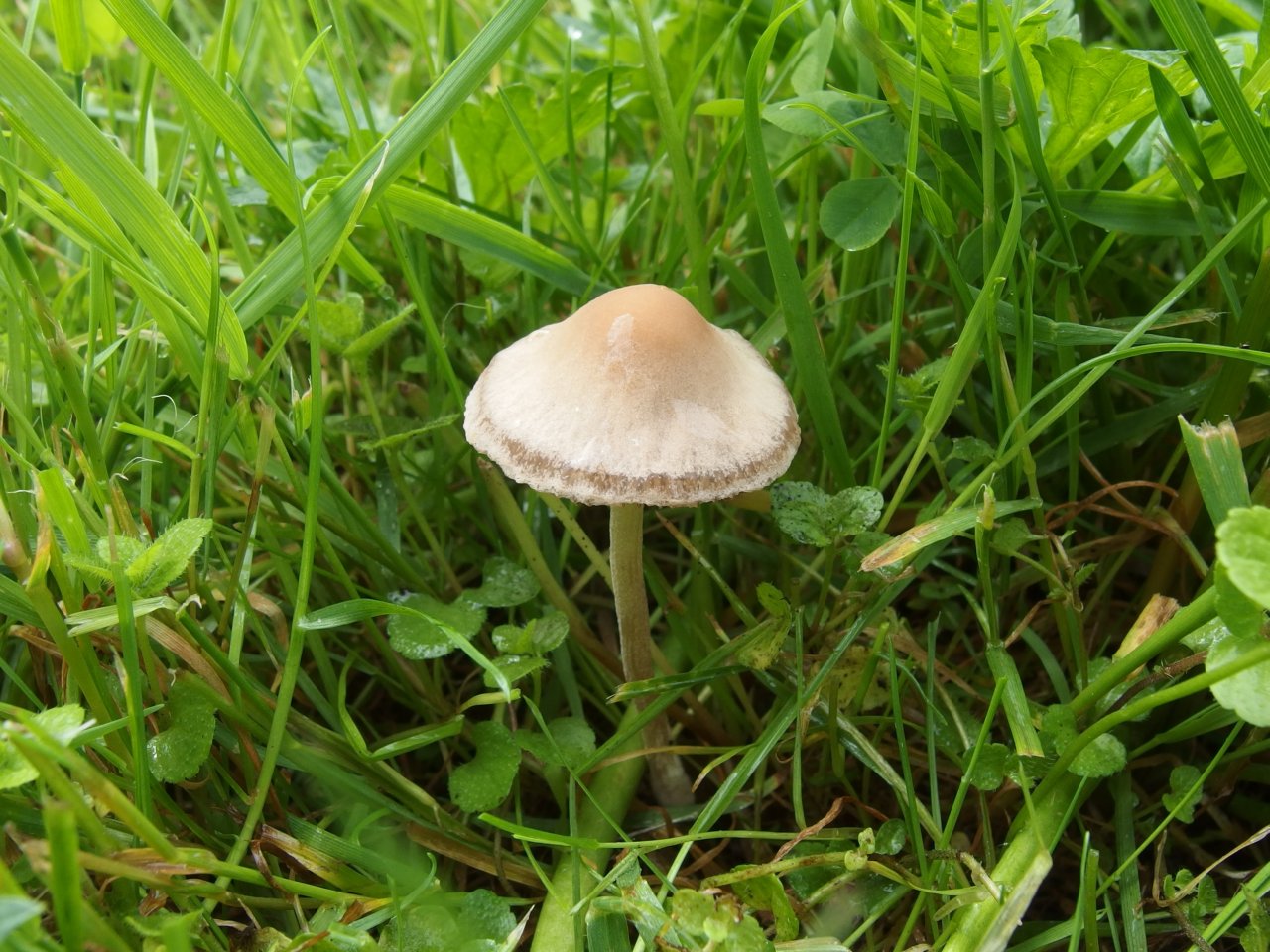 Panaeolus subbalteatus MVK 20140614-04