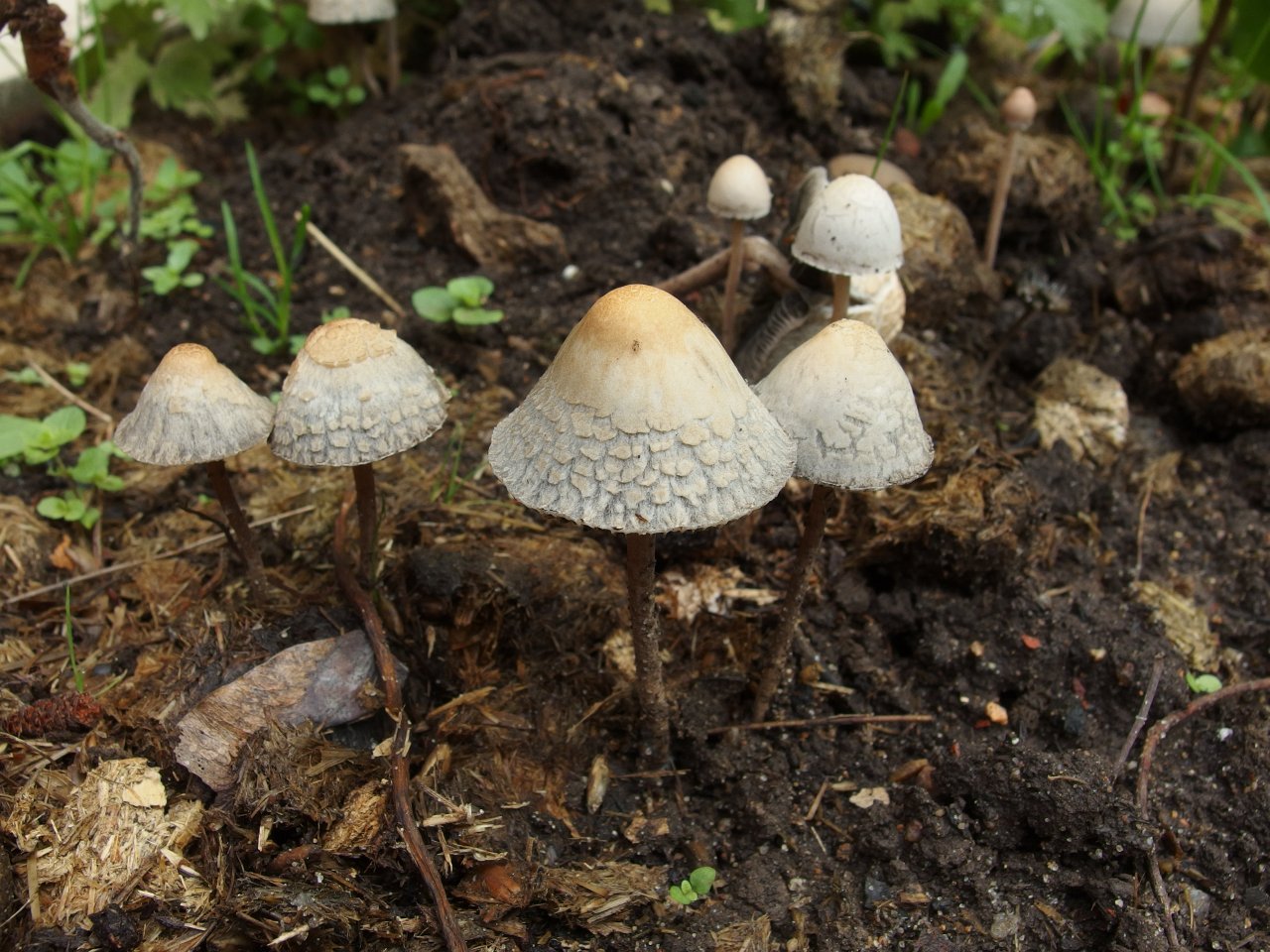 Panaeolus subbalteatus MVK 20150531-03