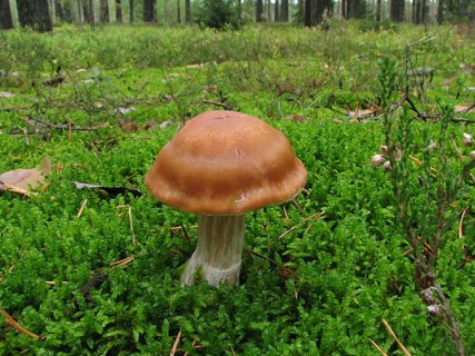Cortinarius triformis