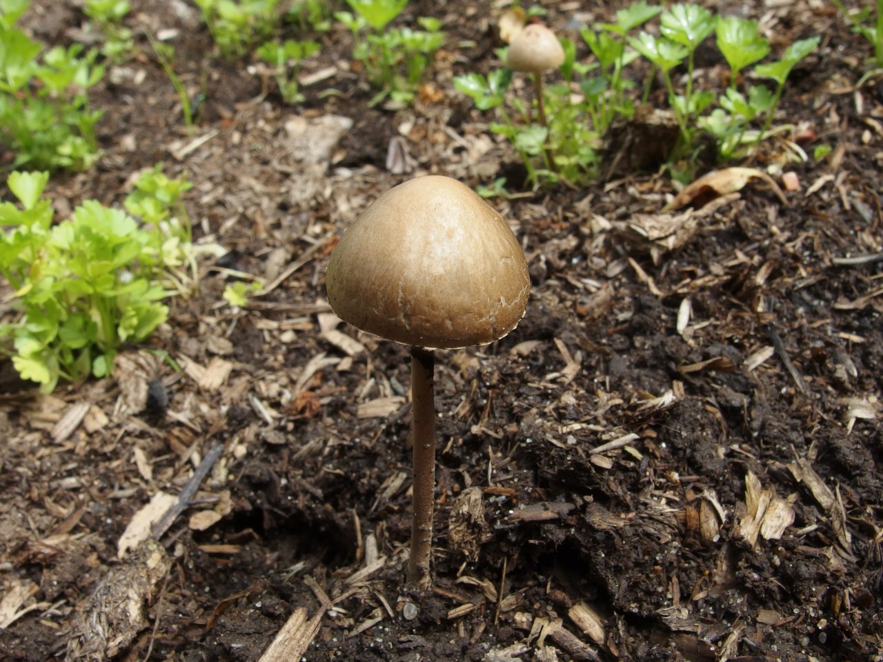 Panaeolus subbalteatus MVK 20140614-10