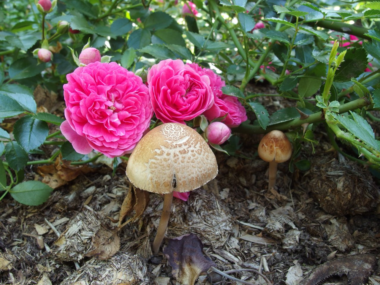 Panaeolus subbalteatus MVK 20140713-12