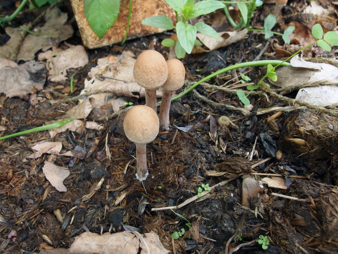 Panaeolus subbalteatus