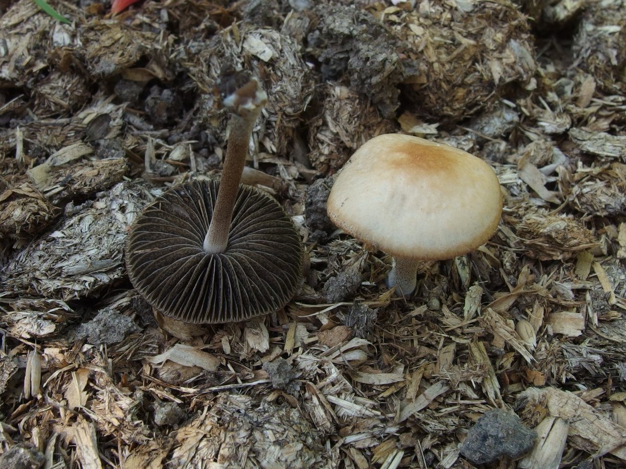 Panaeolus subbalteatus MVK 20140713-09