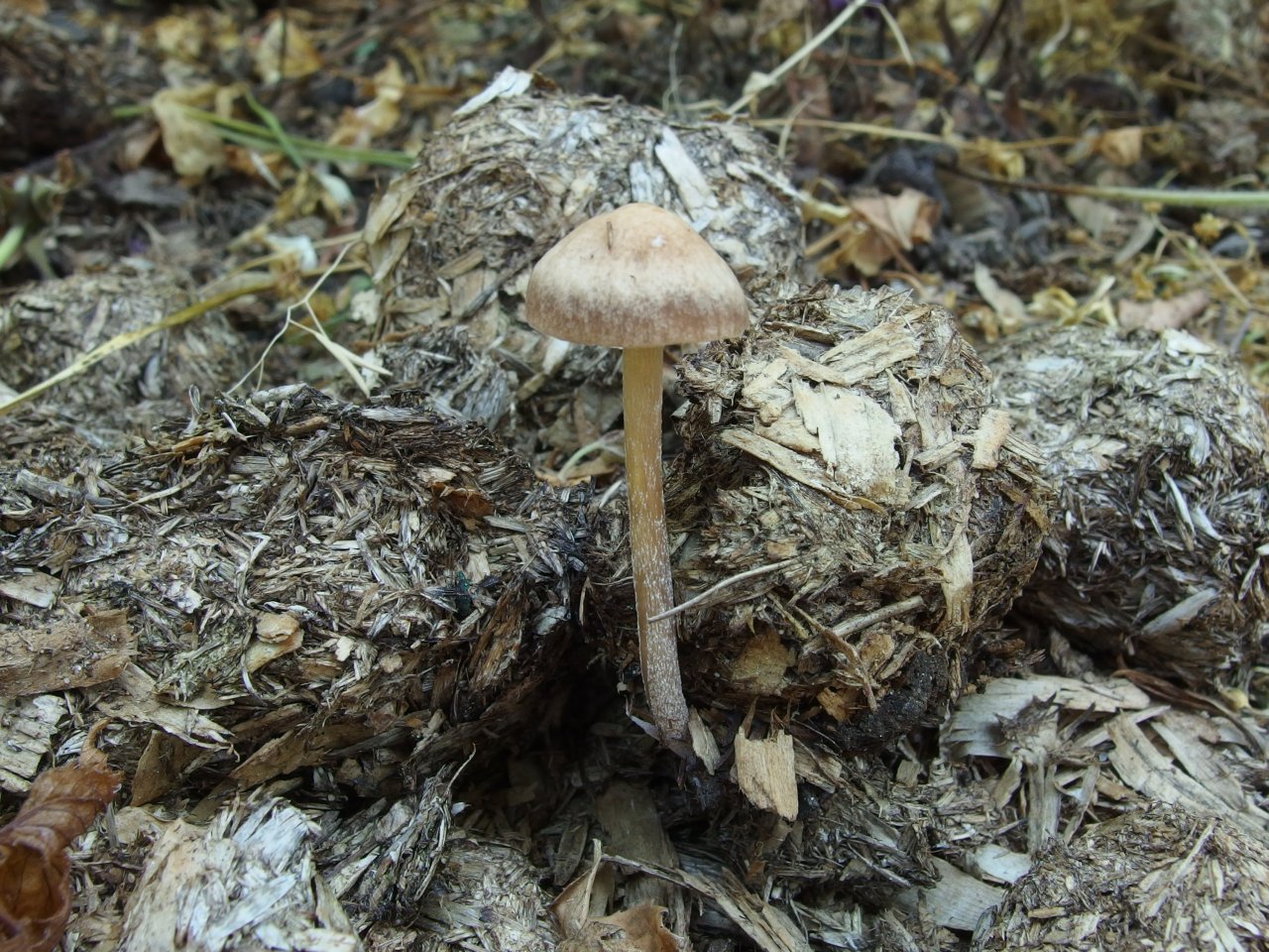 Panaeolus subbalteatus MVK 20140713-03
