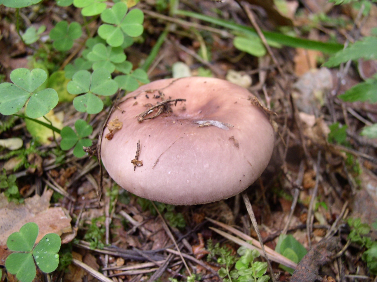 Russula cyanoxantha MVK 20040822