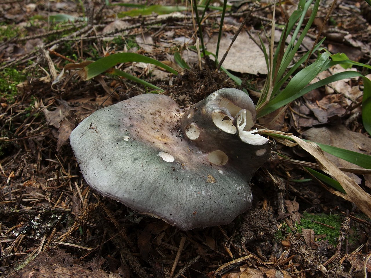 Russula cyanoxantha MVK 20180727-04s
