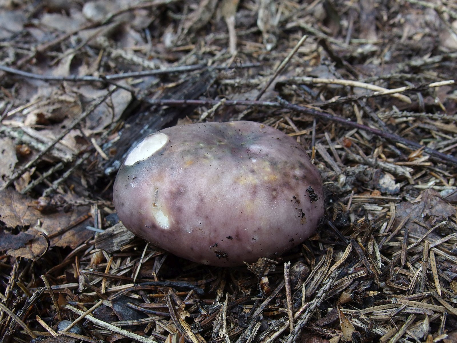 Russula cyanoxantha MVK 20180727-01L