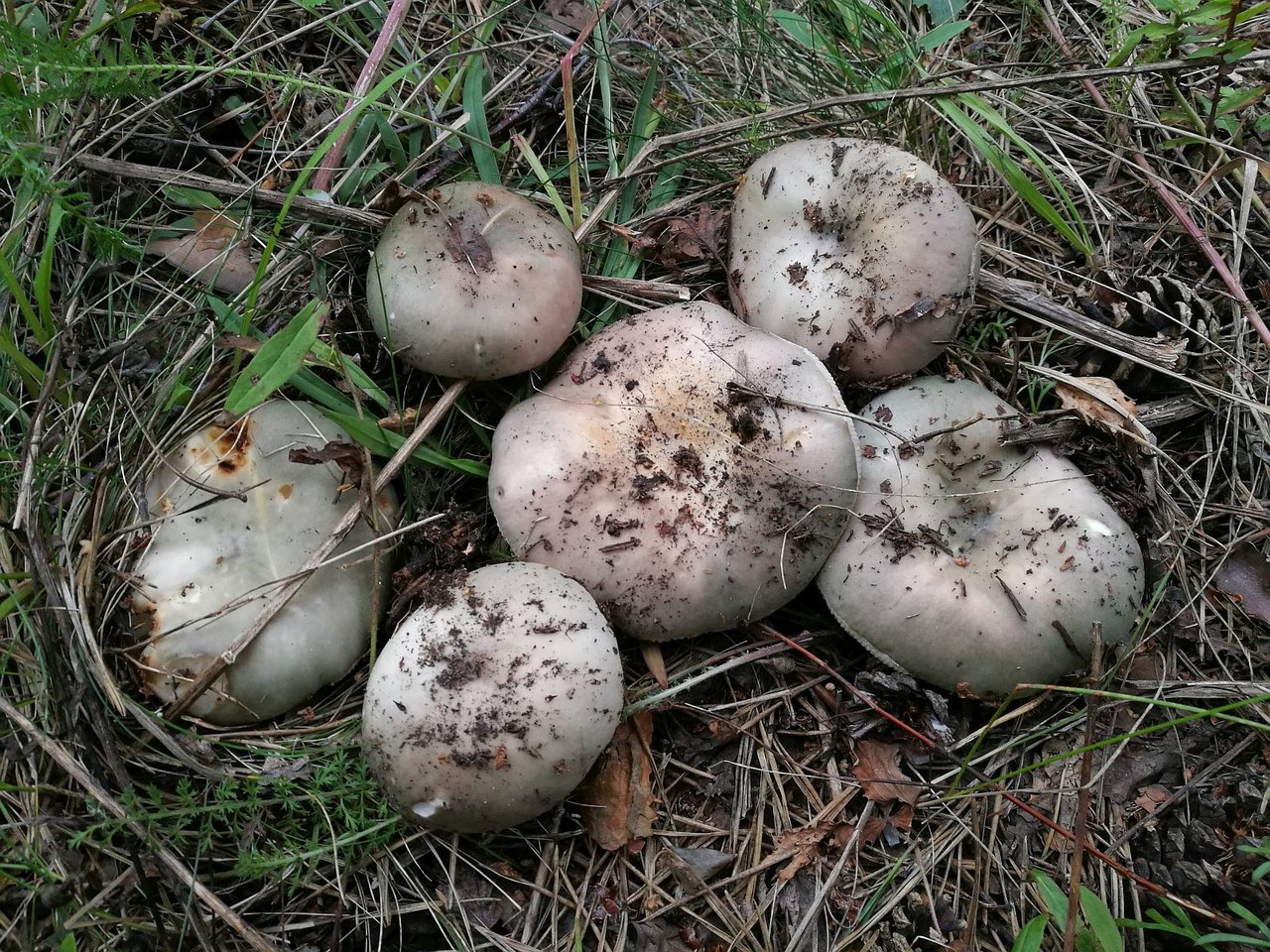 Russula cyanoxantha