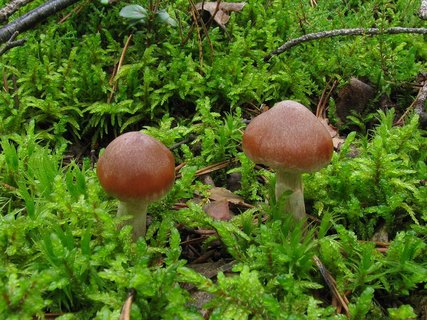 Cortinarius triformis