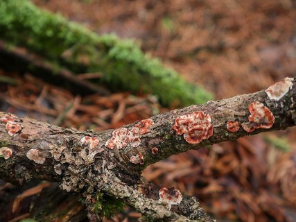 Stereum sanguinolentum GVE 20230325-01