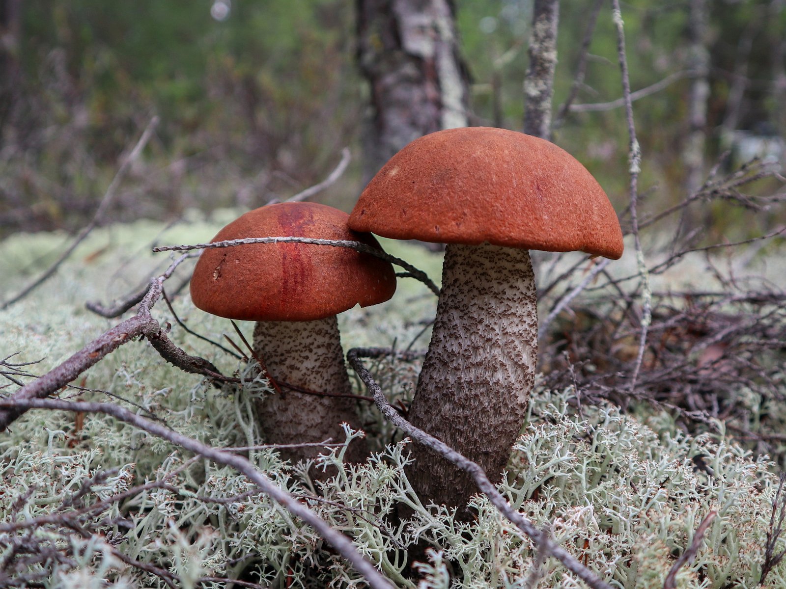 Leccinum vulpinum GVE 20230723-01