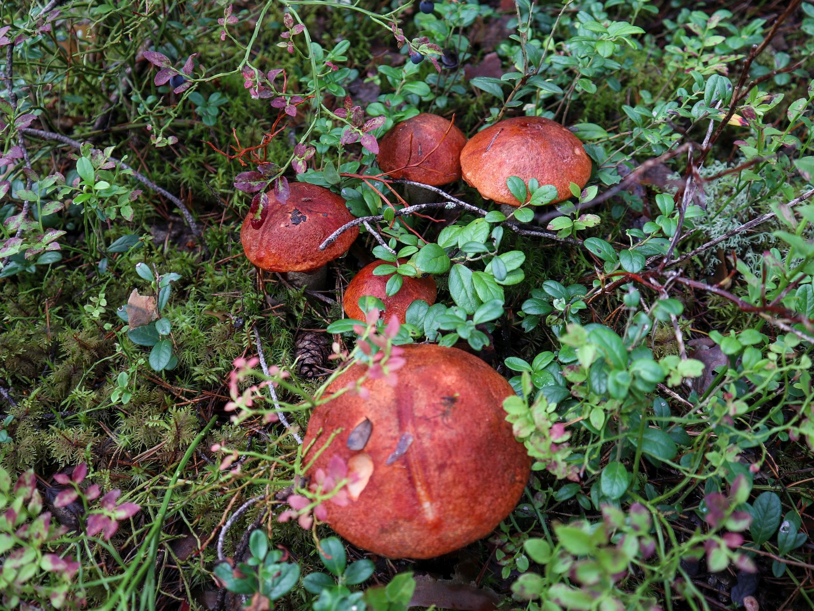 Leccinum vulpinum GVE 20230723-05