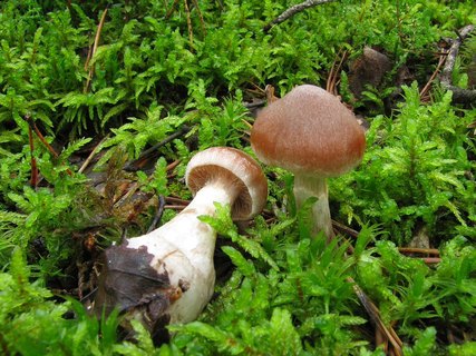 Cortinarius triformis