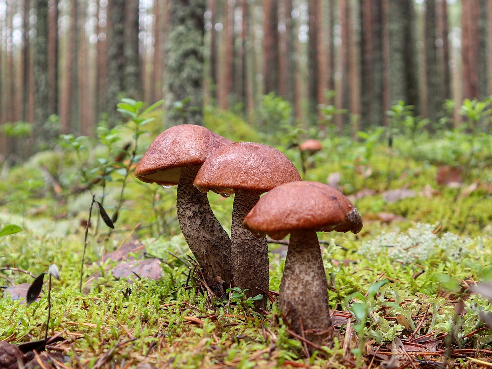 Leccinum vulpinum GVE 20230723-09