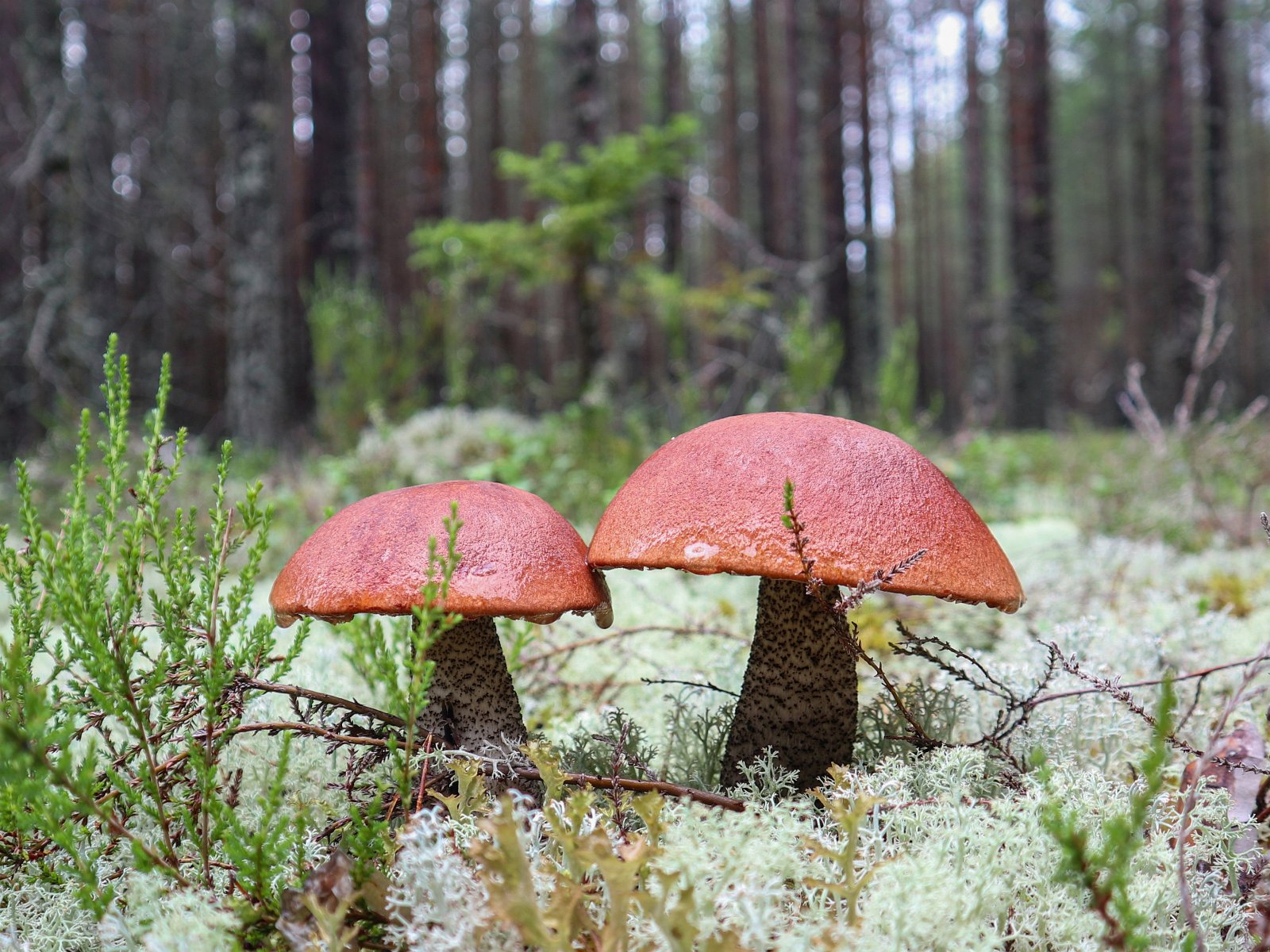 Leccinum vulpinum GVE 20230723-08