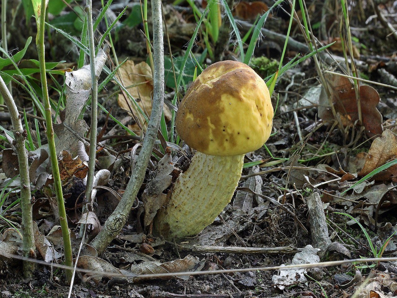 Leccinellum crocipodium KNN 20160616-02