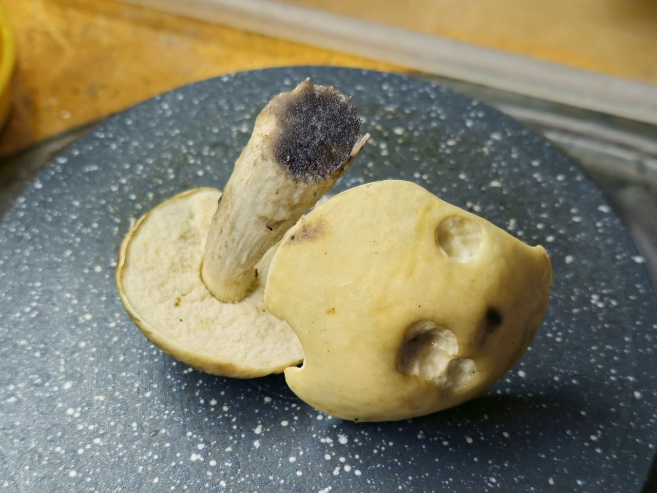 Leccinellum crocipodium