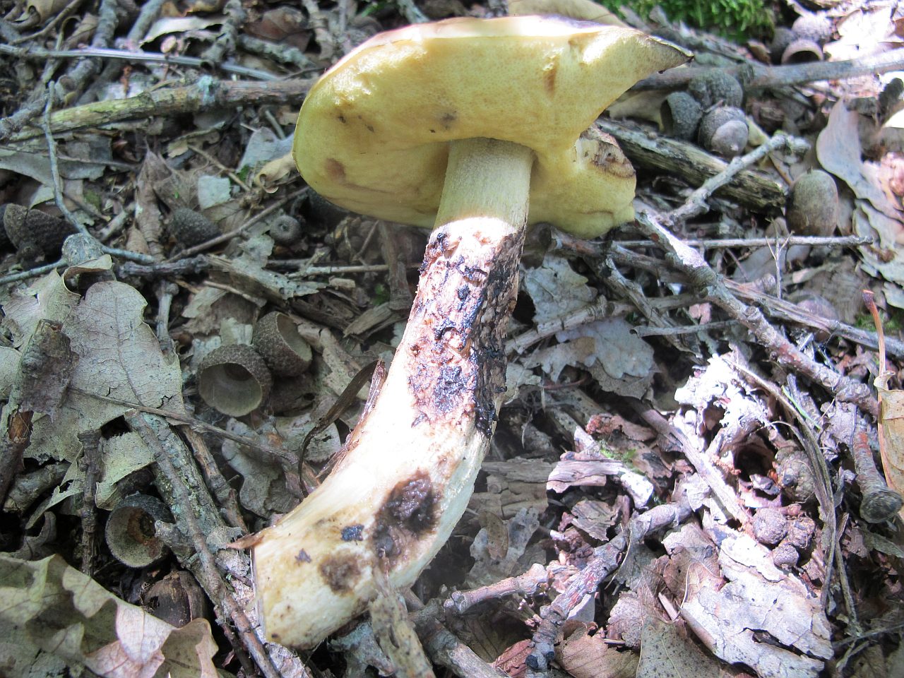 Leccinellum crocipodium VSV 20150627