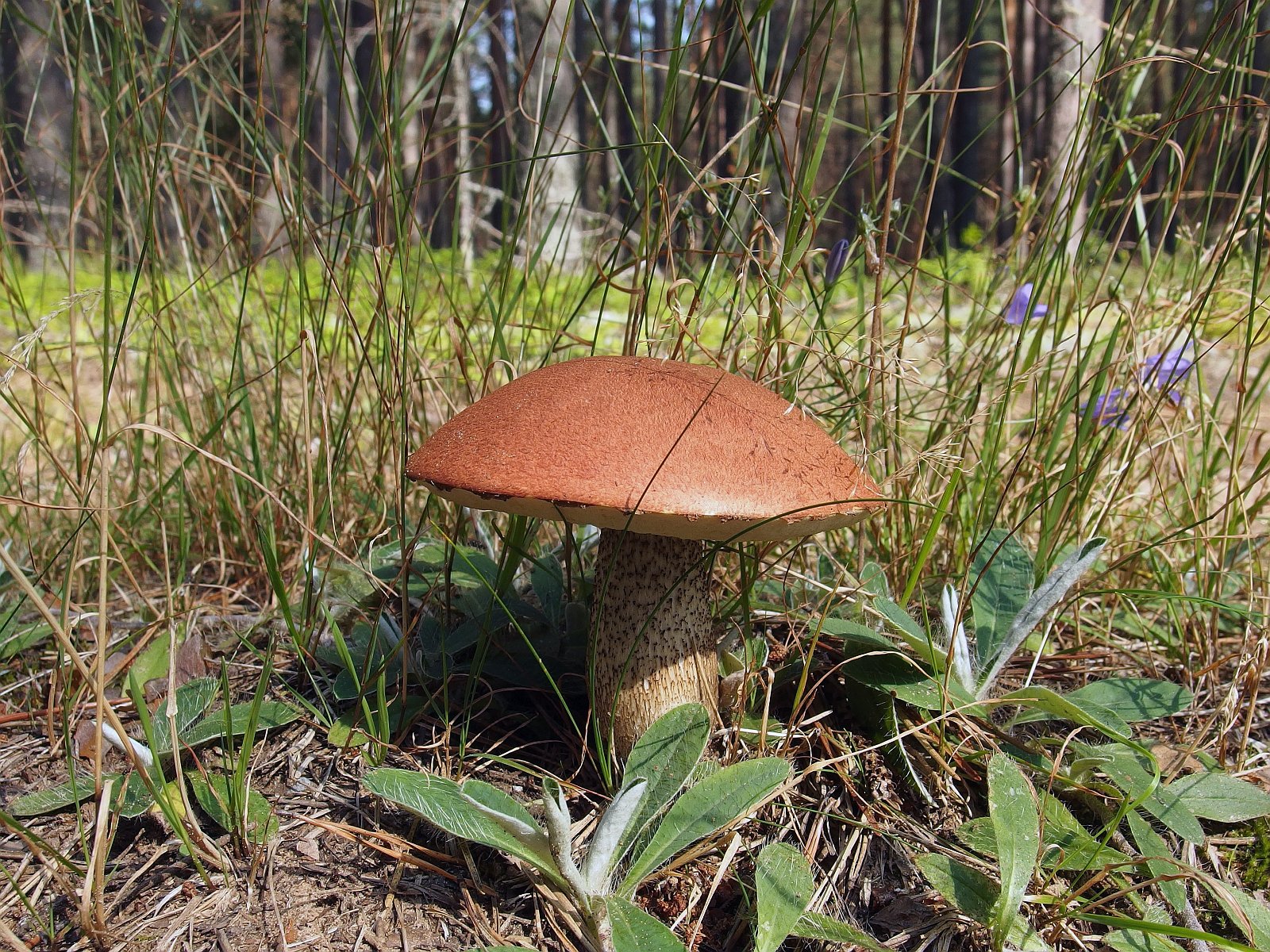 Leccinum vulpinum MVK 20170821-01L