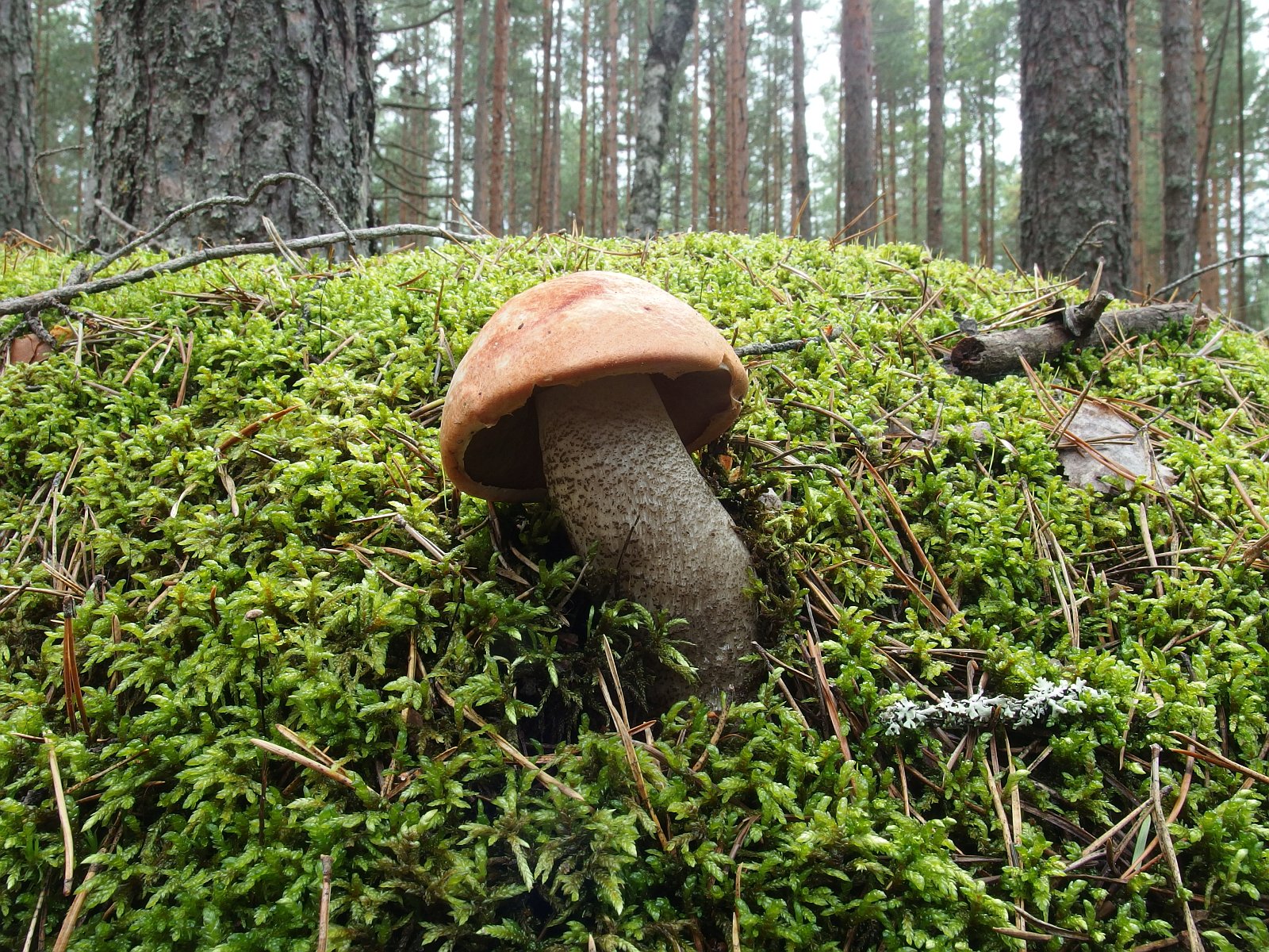 Leccinum vulpinum MVK 20230823-01L