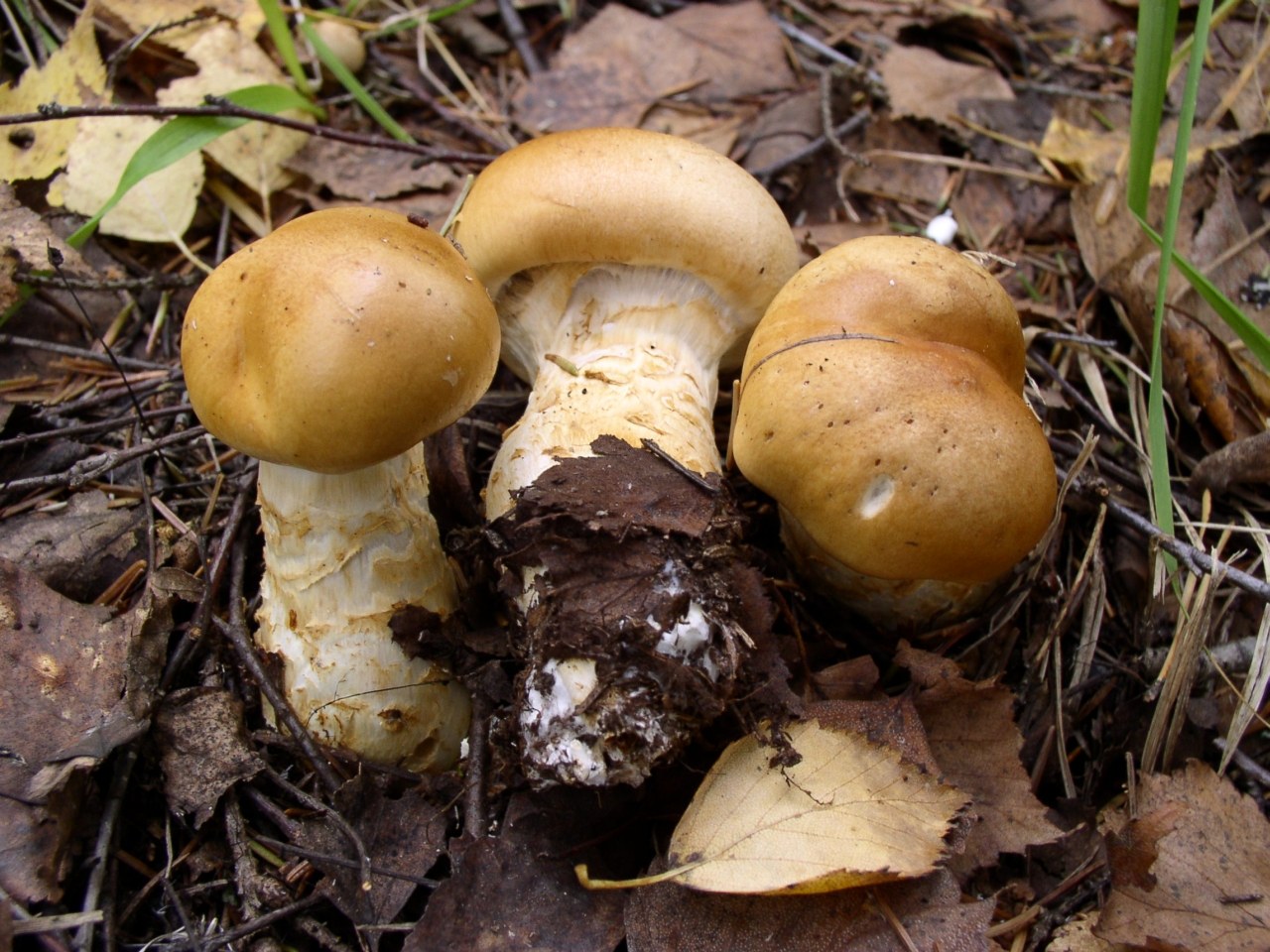 Cortinarius triumphans