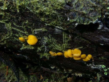 Bisporella citrina MVK 20231104-05