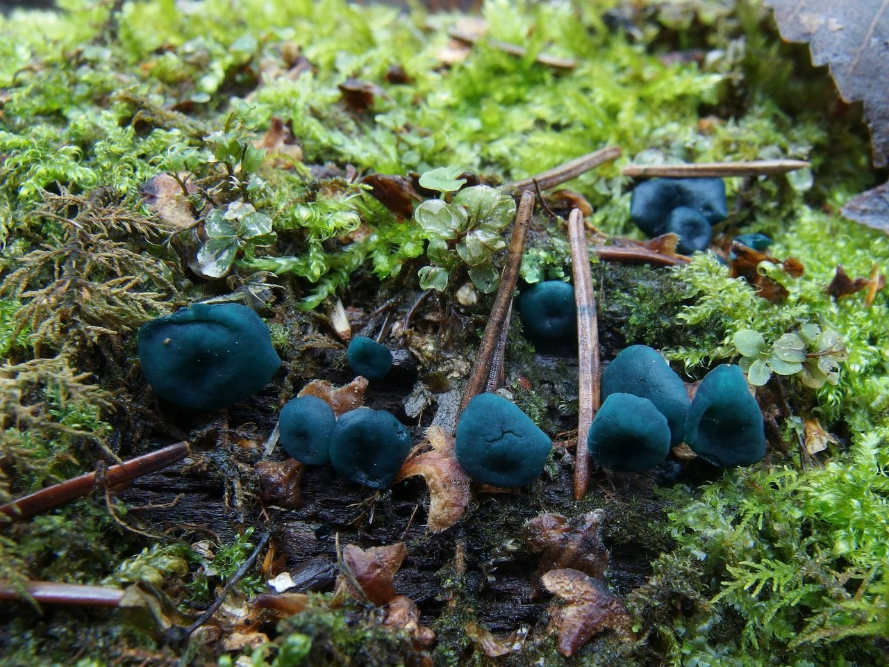 Chlorociboria