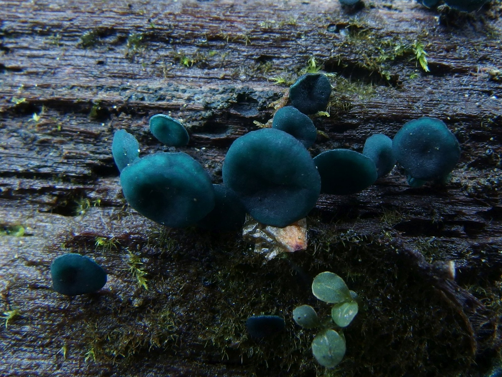 Chlorociboria aeruginascens MVK 20231104-02