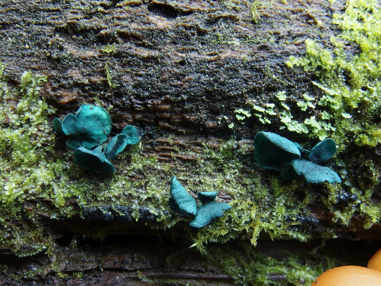 Chlorociboria aeruginascens MVK 20231104-04