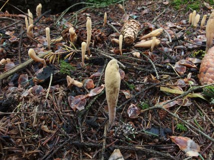 Clavariadelphus ligula MVK 20231104-01