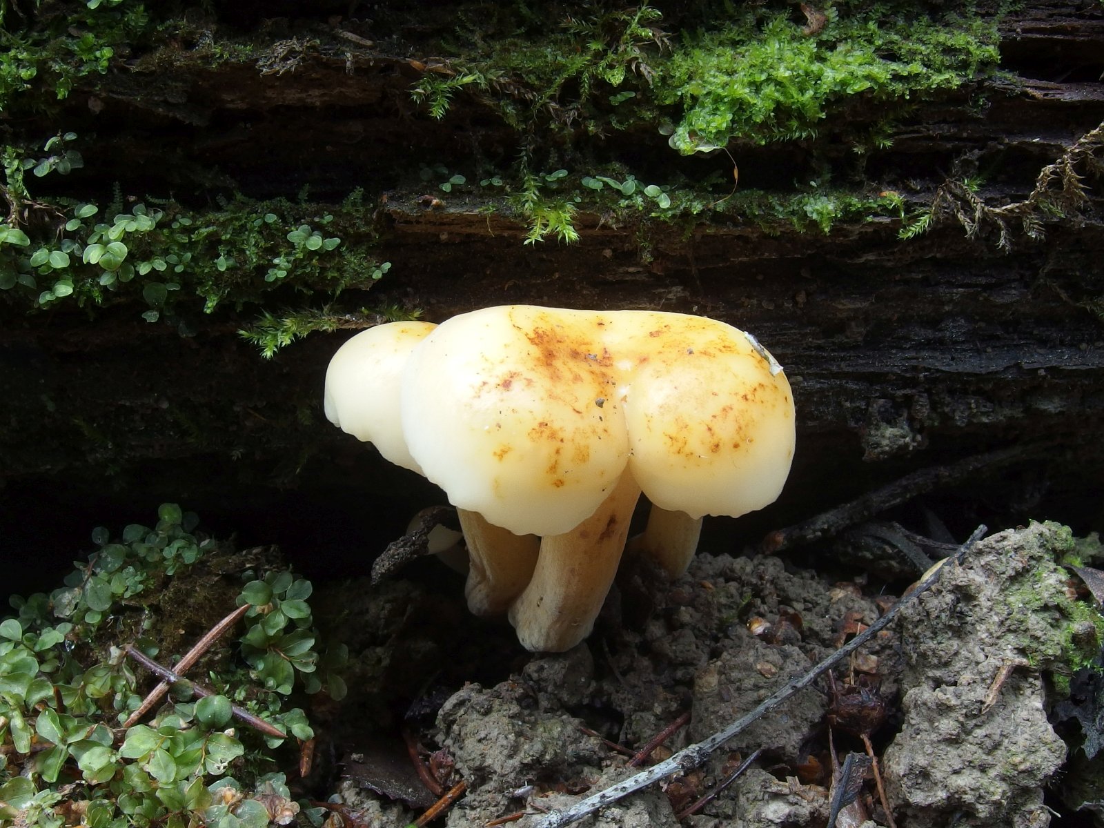 Flammulina rossica MVK 20231104-01
