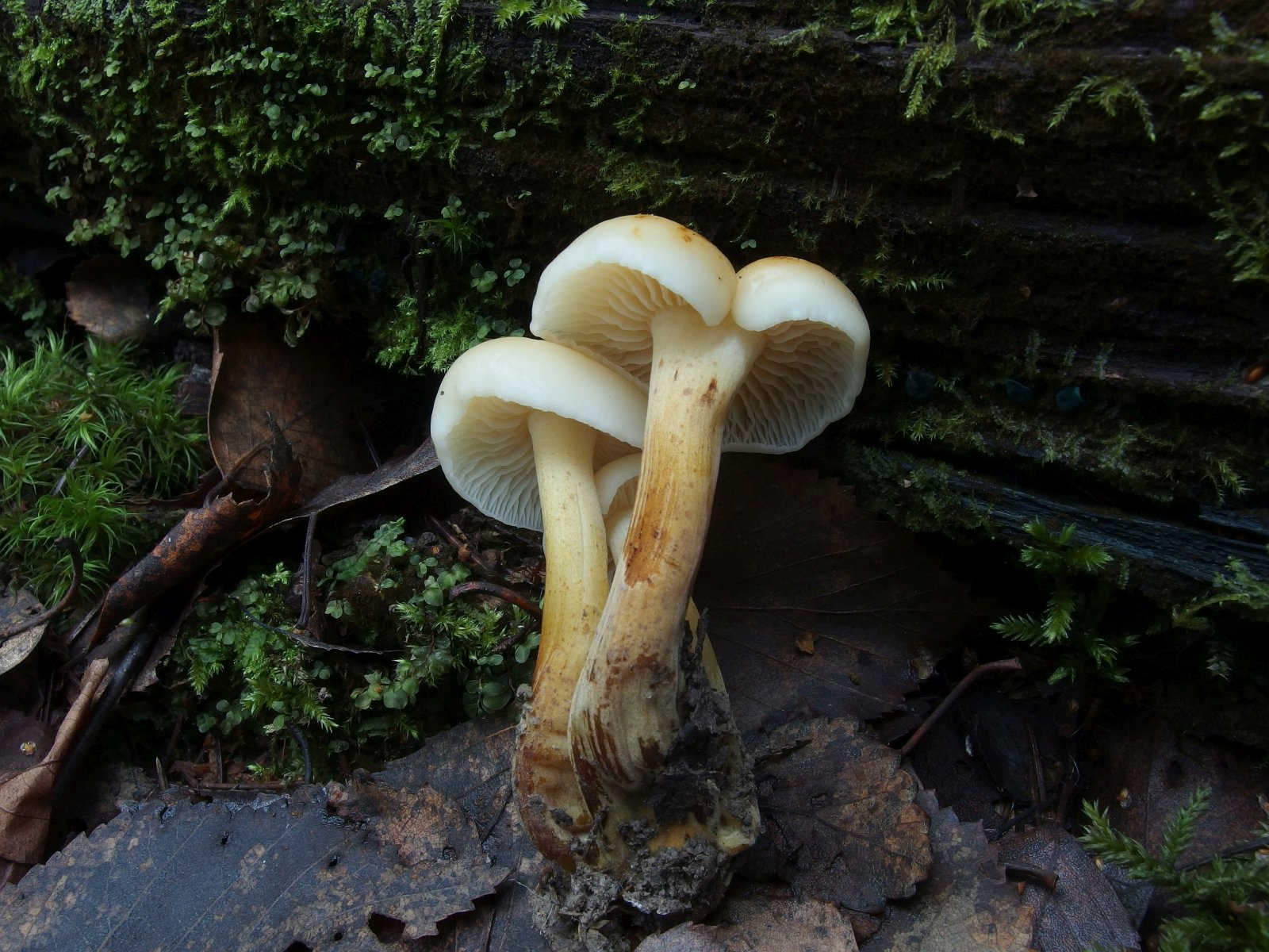Flammulina rossica MVK 20231104-03