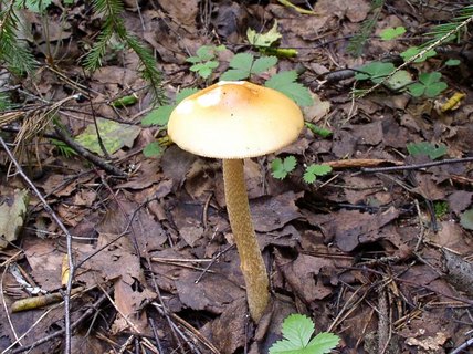 Amanita crocea – Поплавок шафрановый