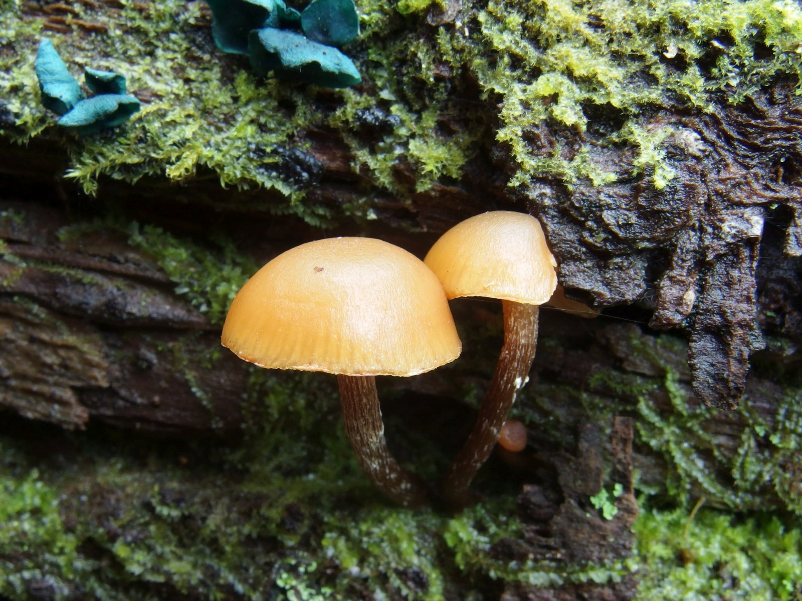 Galerina marginata MVK 20231104-14