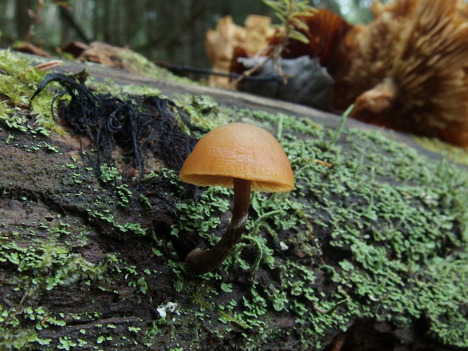 Galerina marginata MVK 20231104-16