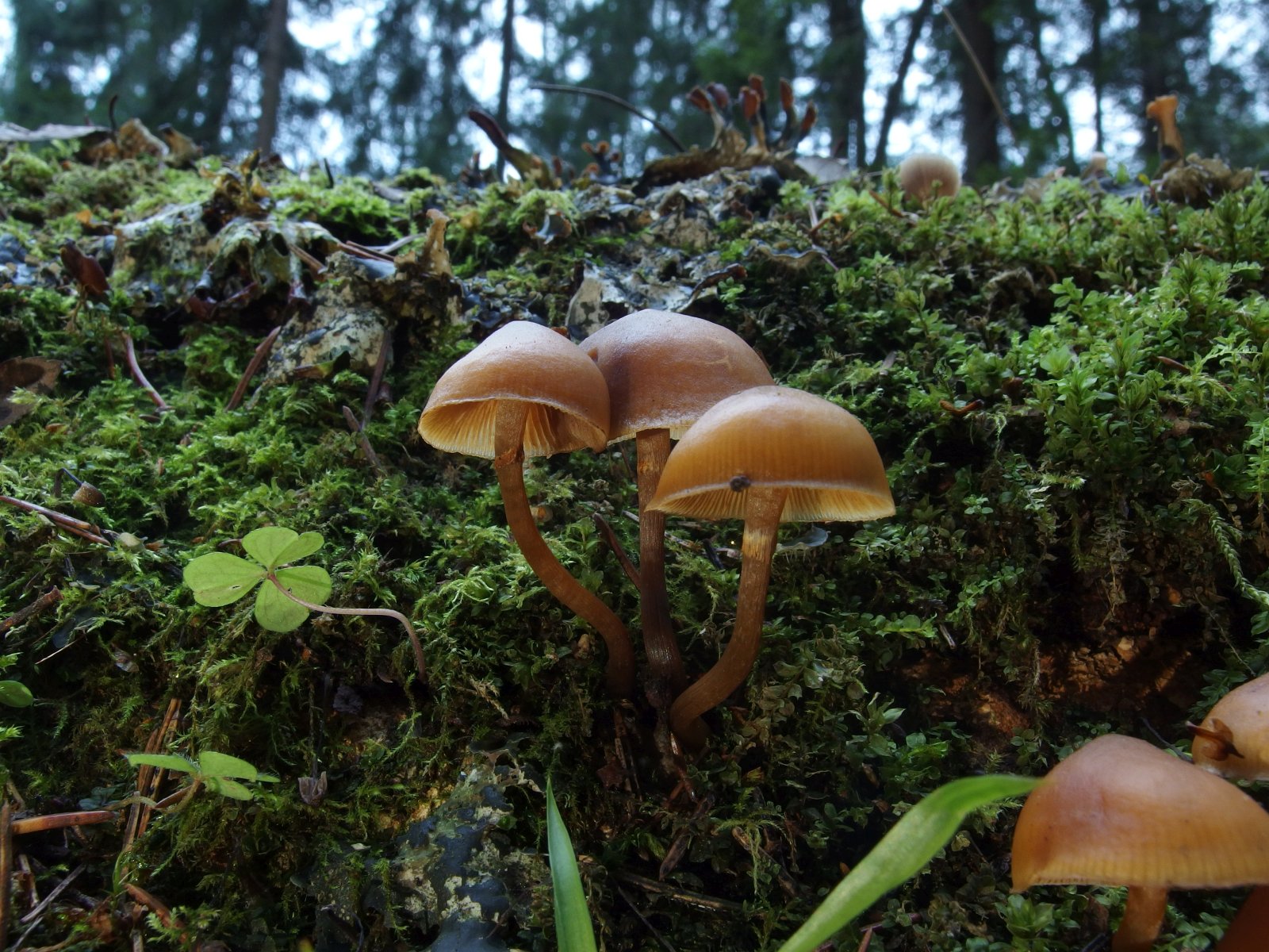 Galerina marginata MVK 20231104-03