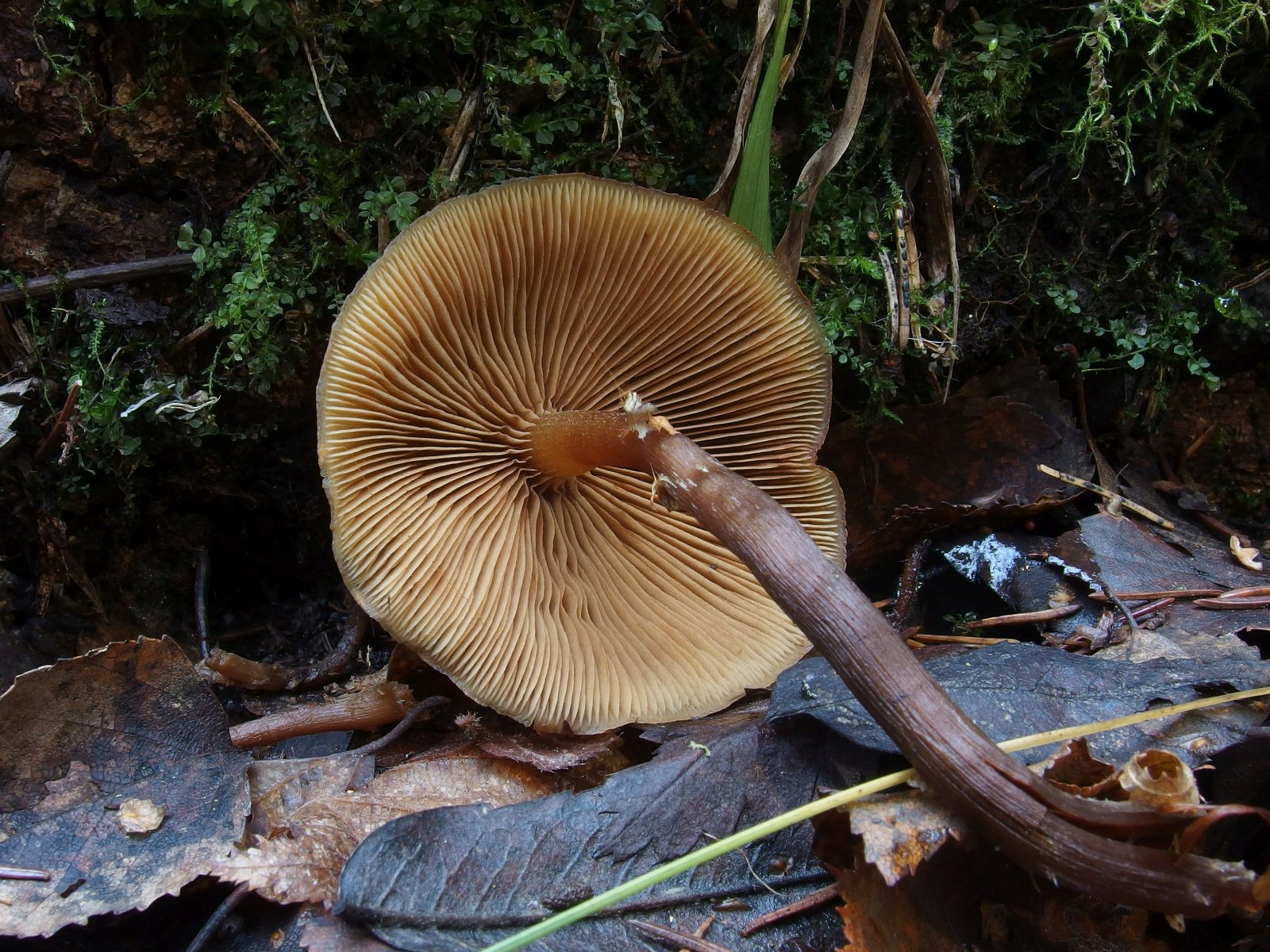 Galerina marginata MVK 20231104-04