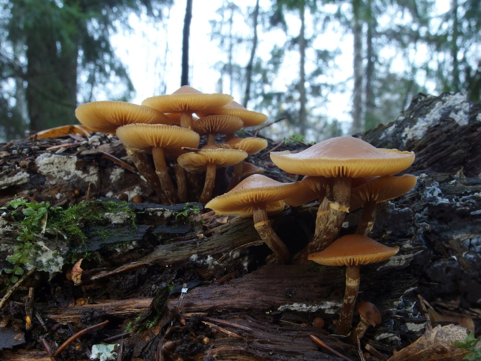 Galerina marginata MVK 20231104-06