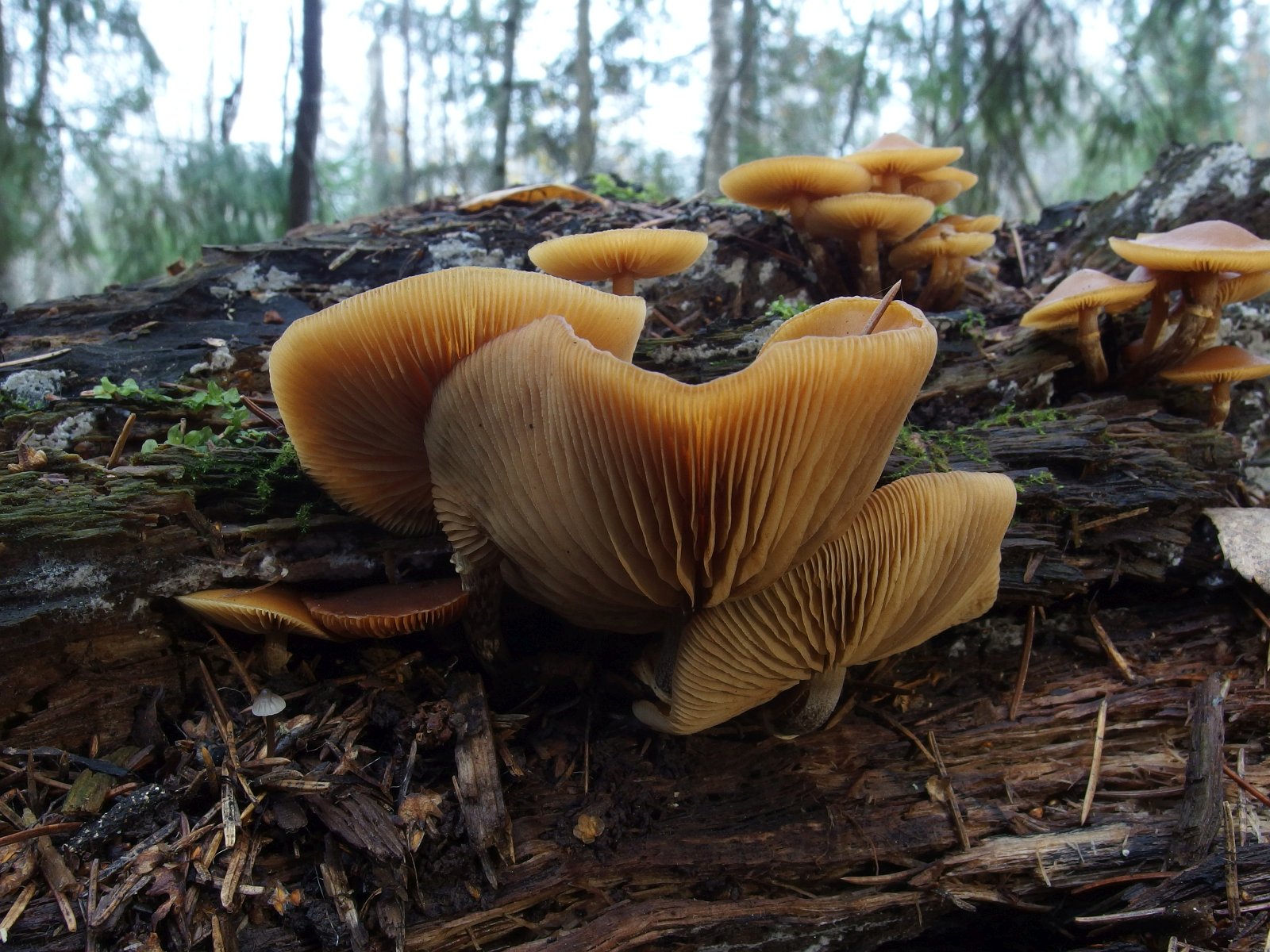 Galerina marginata MVK 20231104-07