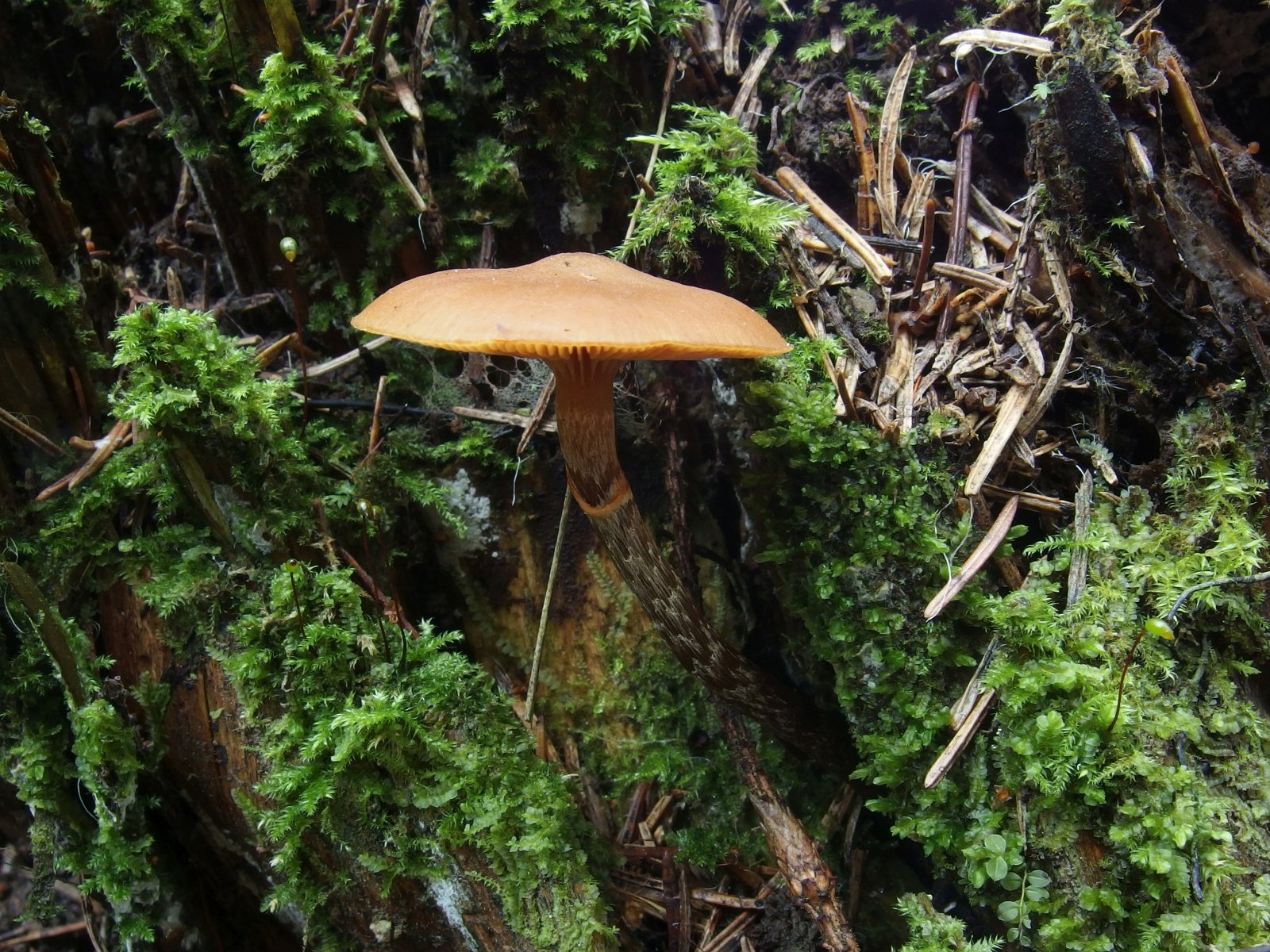 Galerina marginata MVK 20231104-12
