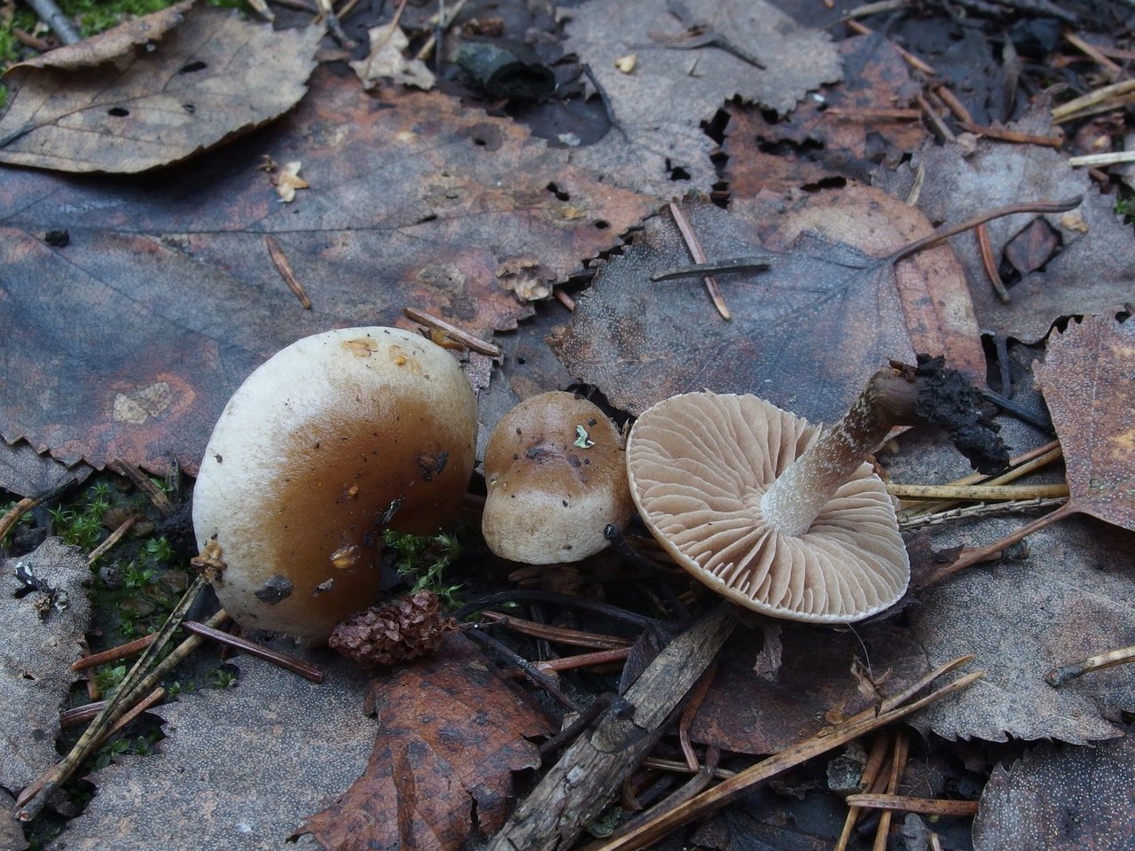 Hebeloma anthracophilum