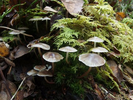 Mycena maculata - Мицена пятнистая
