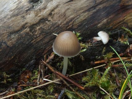 Mycena maculata - Мицена пятнистая