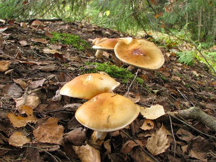 Cortinarius triumphans