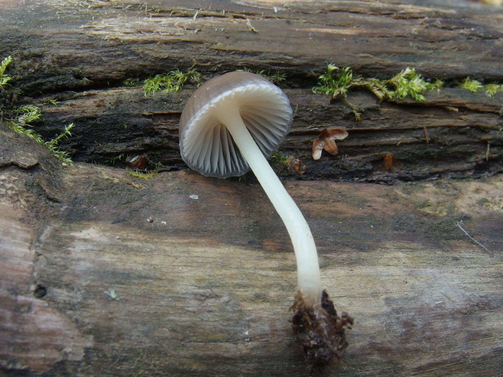 Mycena maculata - Мицена пятнистая
