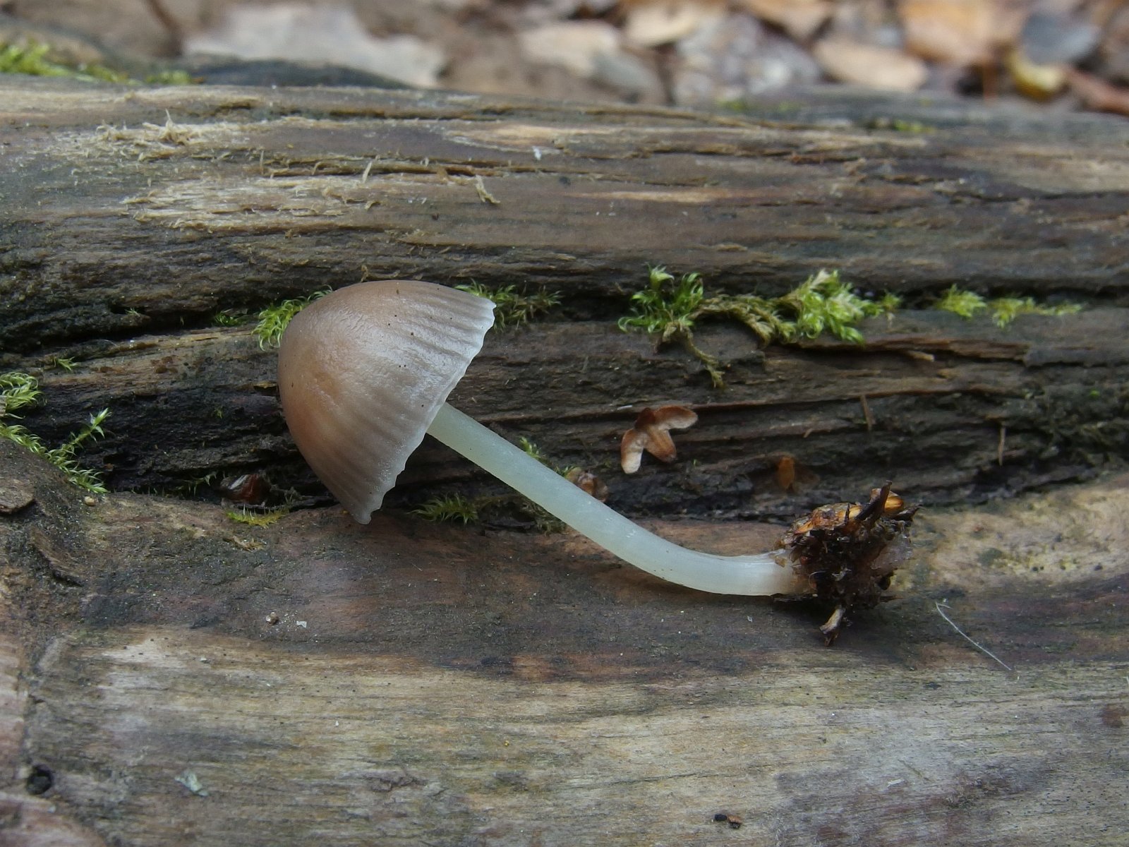Mycena maculata - Мицена пятнистая
