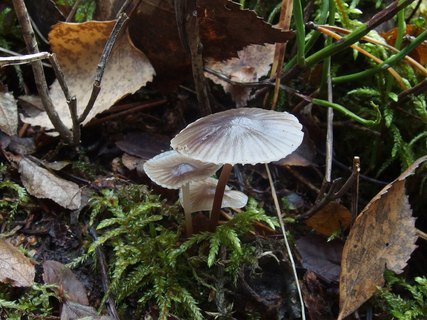 Mycena maculata - Мицена пятнистая